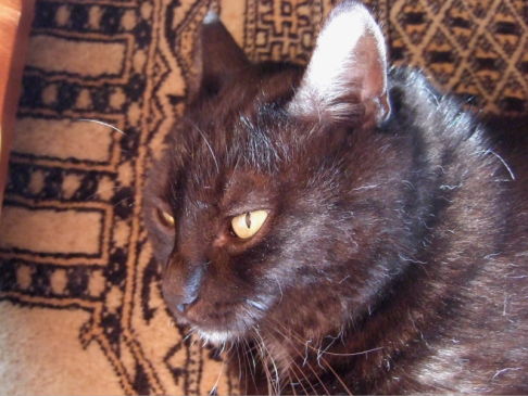 Picture of a cat / kitten / feline