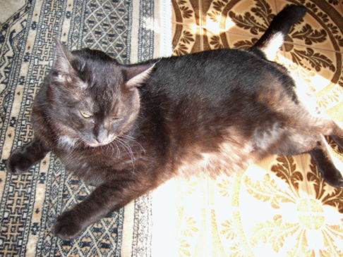 Picture of a cat / kitten / feline