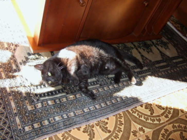 Picture of a cat / kitten / feline