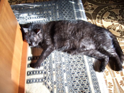 Picture of a cat / kitten / feline