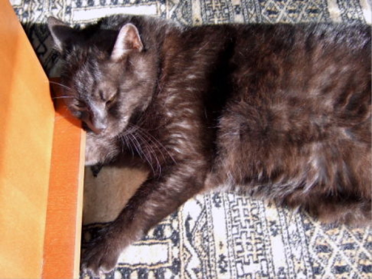 Picture of a cat / kitten / feline