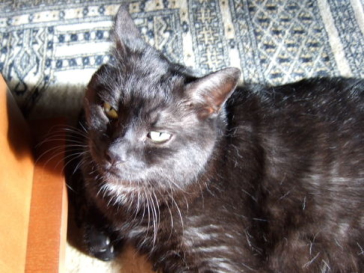 Picture of a cat / kitten / feline