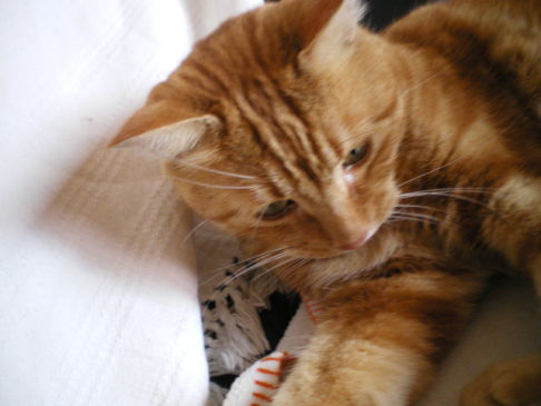 Picture of a cat / kitten / feline