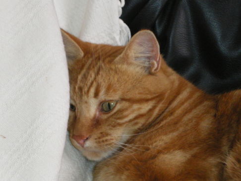 Picture of a cat / kitten / feline