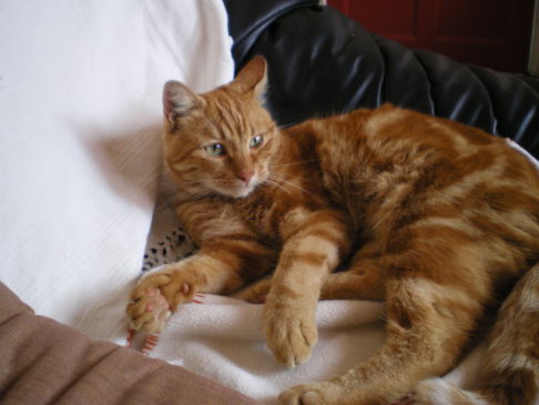 Picture of a cat / kitten / feline