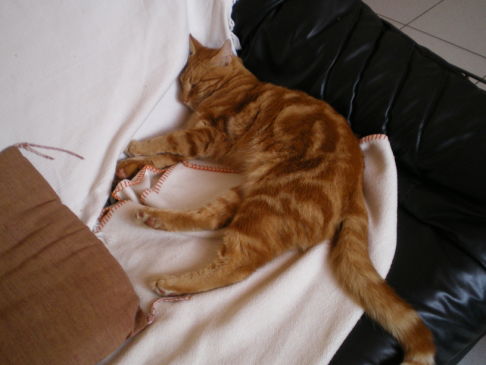 Picture of a cat / kitten / feline