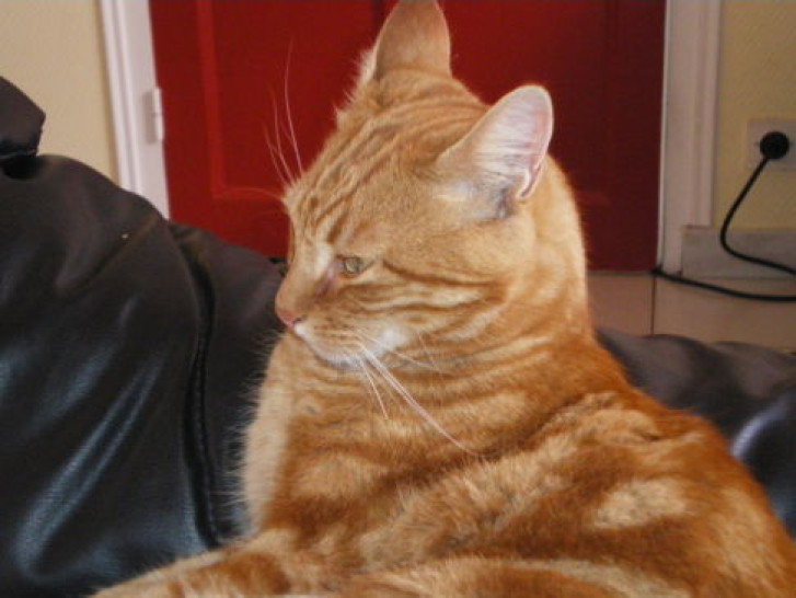 Picture of a cat / kitten / feline