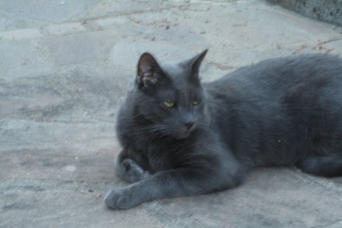 Picture of a cat / kitten / feline