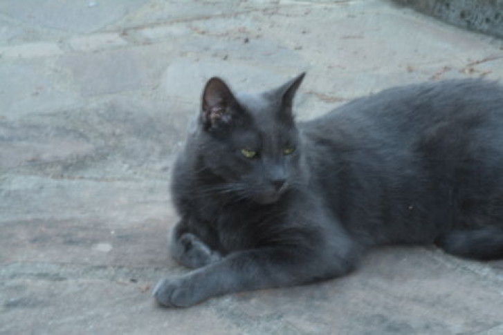 Picture of a cat / kitten / feline