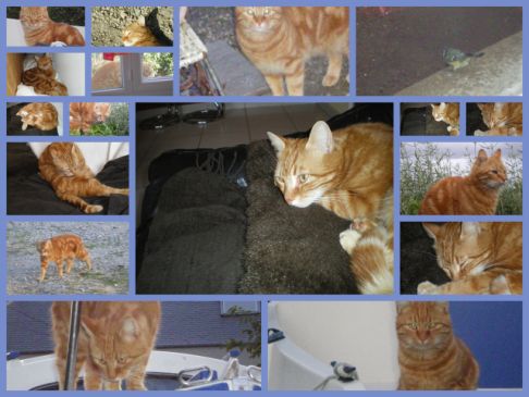 Picture of a cat / kitten / feline