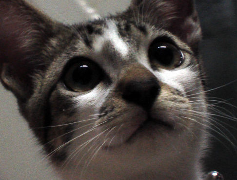 Picture of a cat / kitten / feline