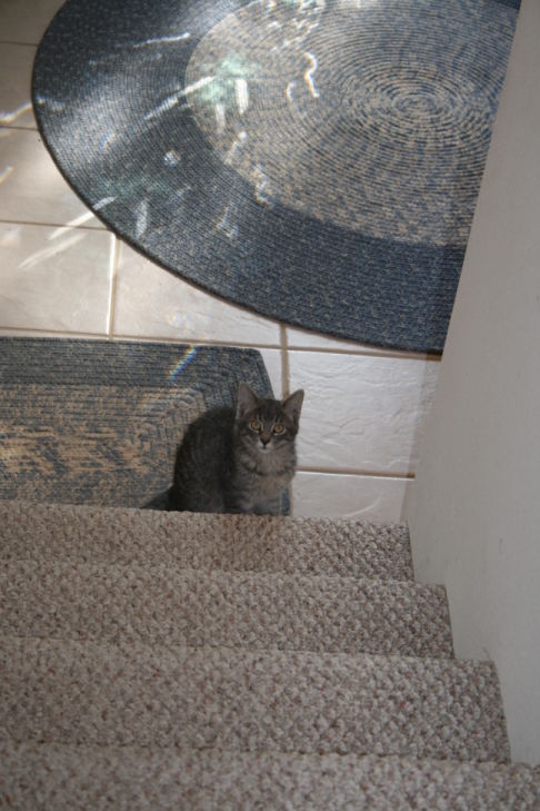 Picture of a cat / kitten / feline