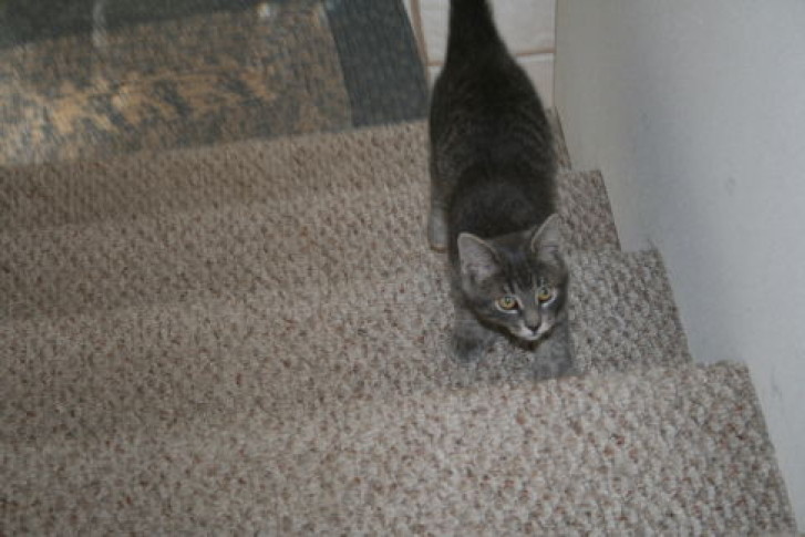 Picture of a cat / kitten / feline