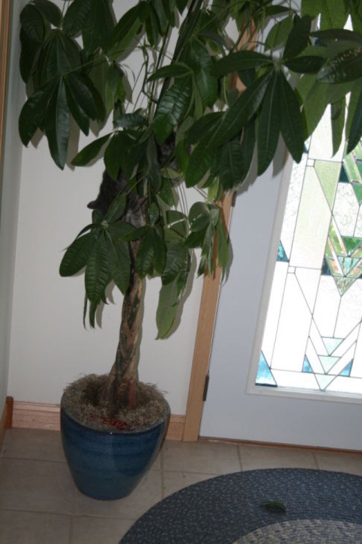 Picture of a cat / kitten / feline