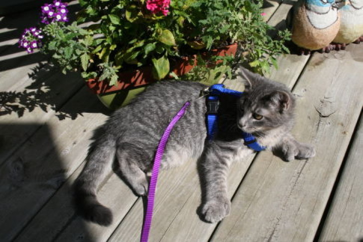 Picture of a cat / kitten / feline