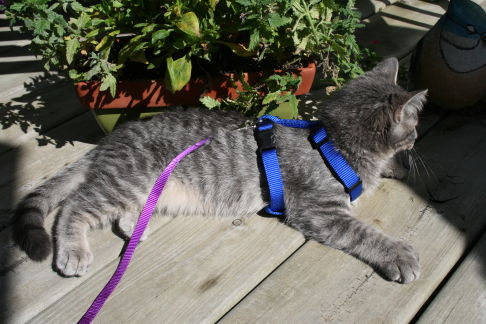 Picture of a cat / kitten / feline