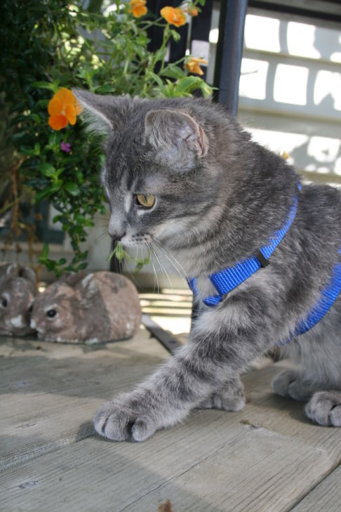 Picture of a cat / kitten / feline