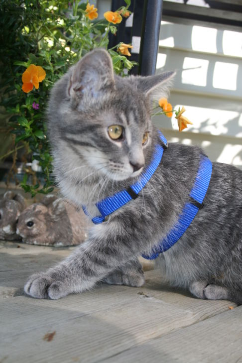 Picture of a cat / kitten / feline