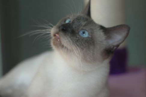 Picture of a cat / kitten / feline