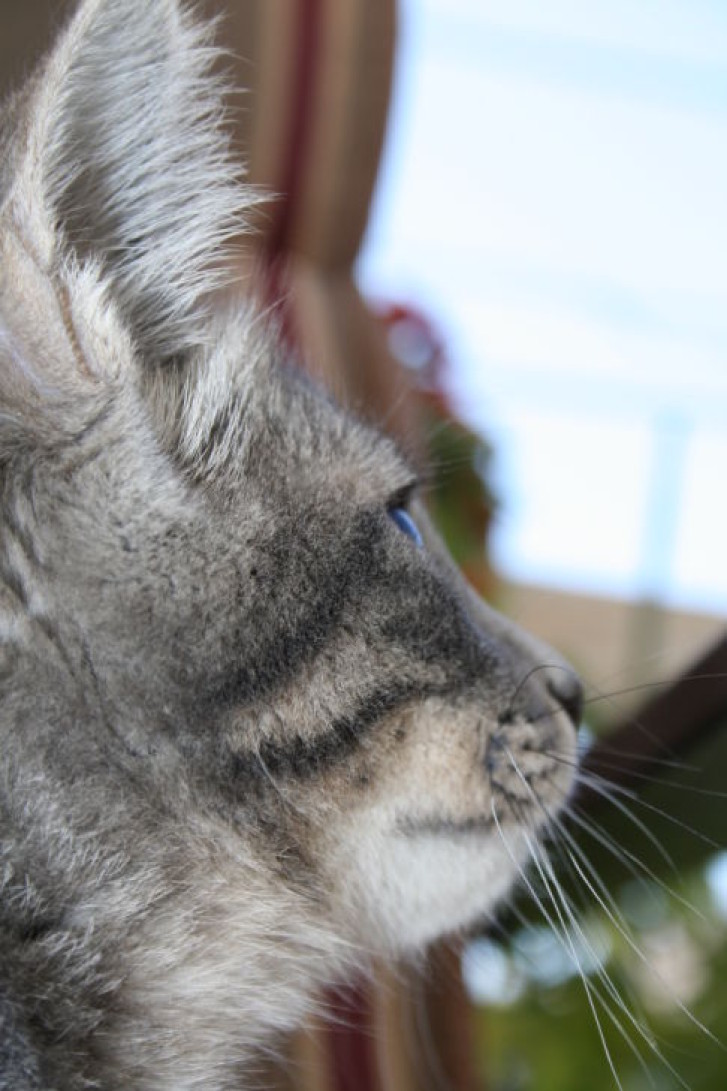 Picture of a cat / kitten / feline