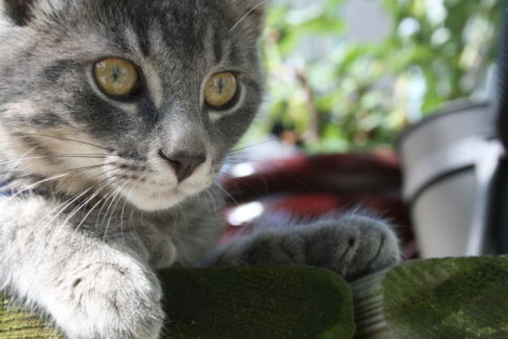 Picture of a cat / kitten / feline