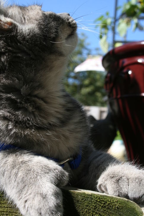 Picture of a cat / kitten / feline