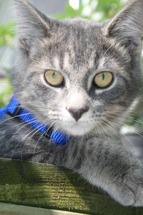 Picture of a cat / kitten / feline