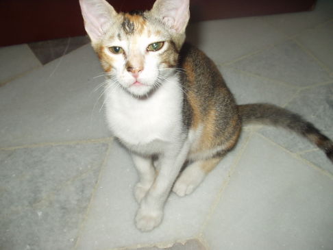 Picture of a cat / kitten / feline