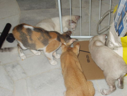 Picture of a cat / kitten / feline