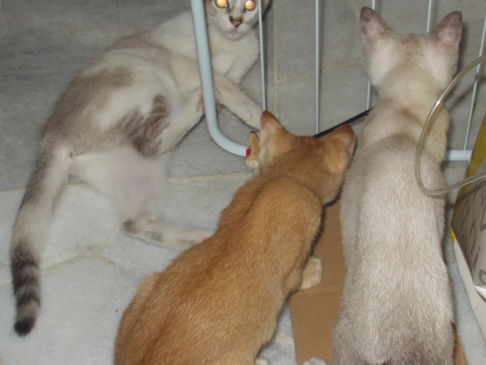 Picture of a cat / kitten / feline