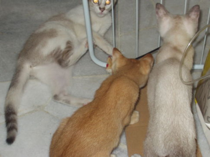 Picture of a cat / kitten / feline