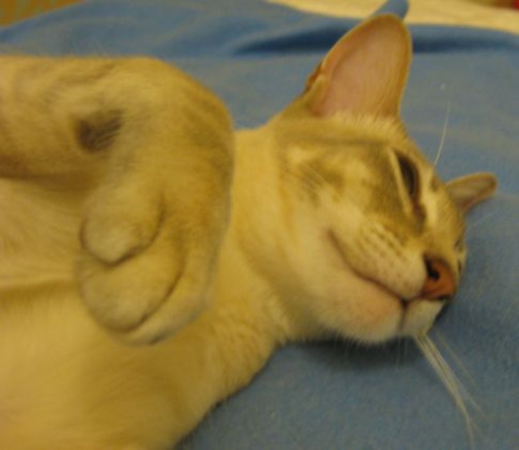 Picture of a cat / kitten / feline