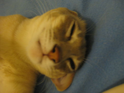 Picture of a cat / kitten / feline