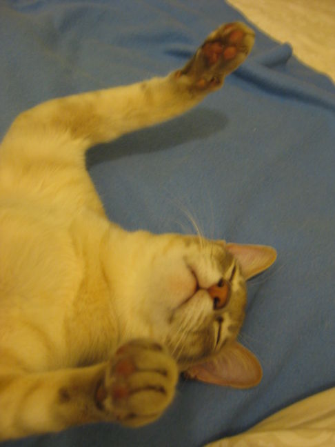 Picture of a cat / kitten / feline