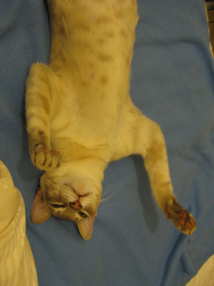 Picture of a cat / kitten / feline