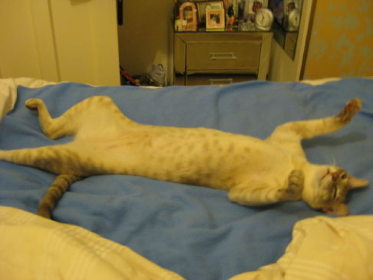 Picture of a cat / kitten / feline