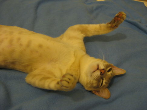 Picture of a cat / kitten / feline