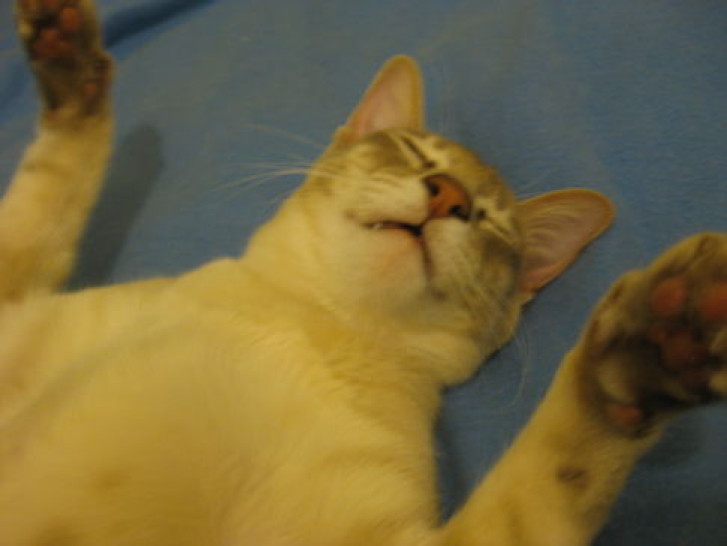 Picture of a cat / kitten / feline