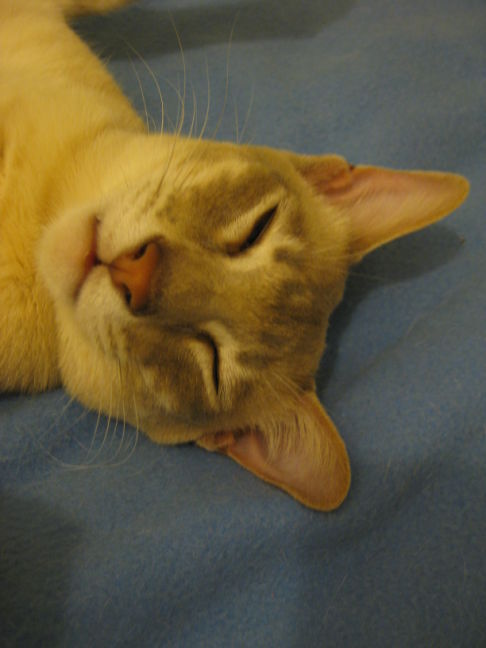 Picture of a cat / kitten / feline