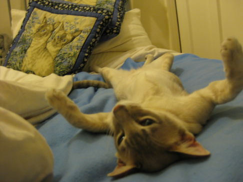 Picture of a cat / kitten / feline