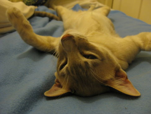 Picture of a cat / kitten / feline