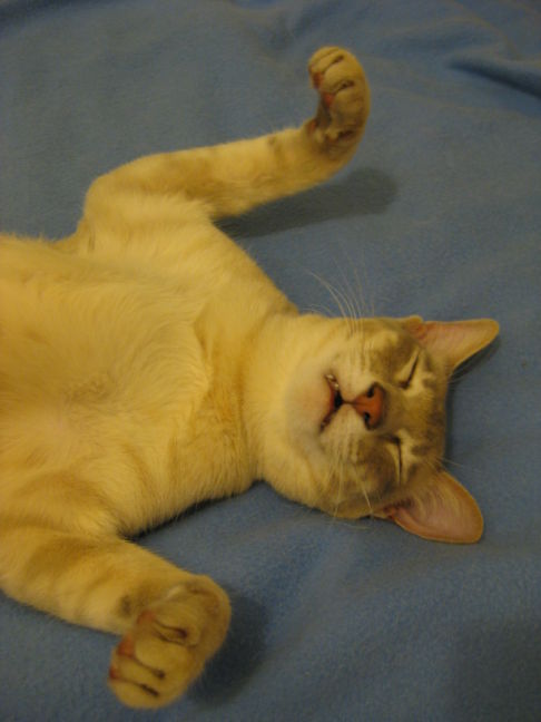 Picture of a cat / kitten / feline