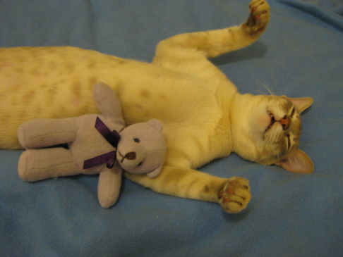 Picture of a cat / kitten / feline