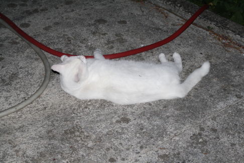 Picture of a cat / kitten / feline