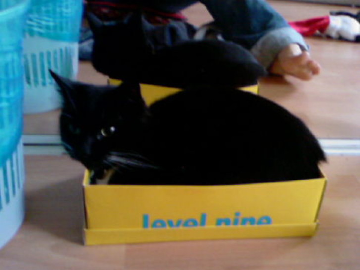 Picture of a cat / kitten / feline