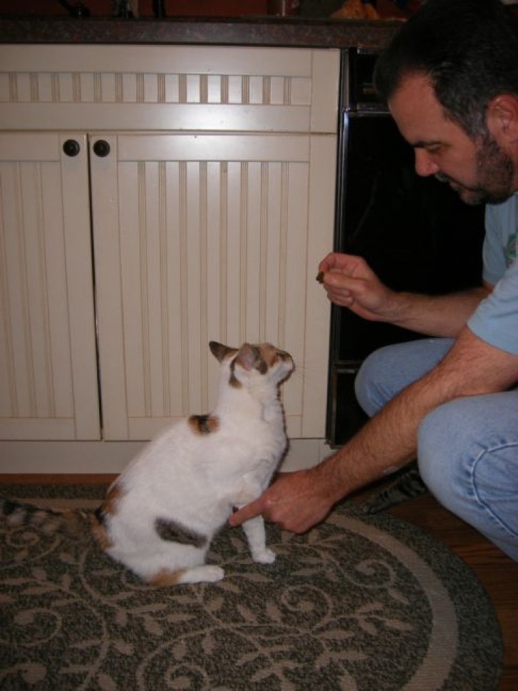 Picture of a cat / kitten / feline