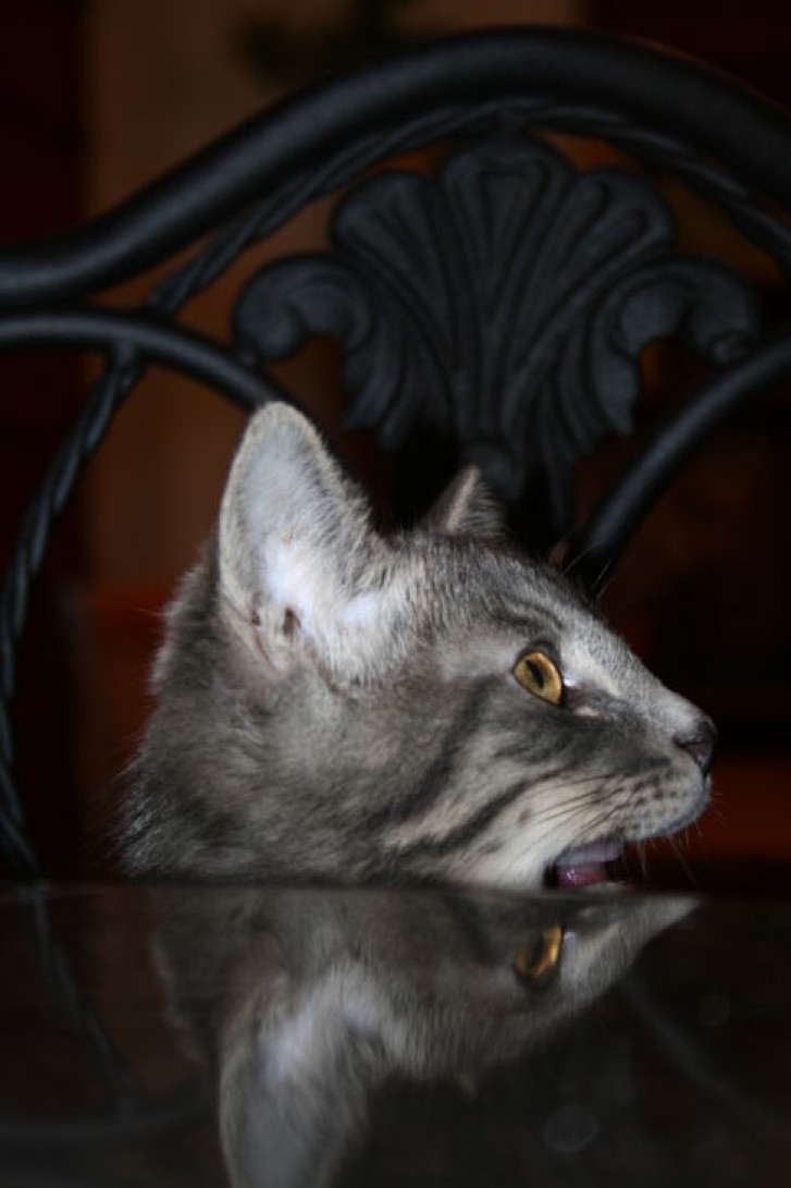 Picture of a cat / kitten / feline