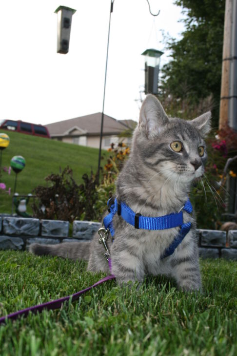 Picture of a cat / kitten / feline