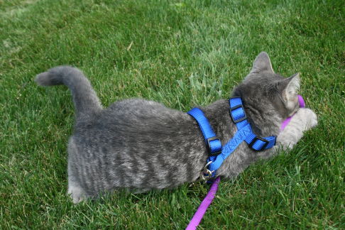 Picture of a cat / kitten / feline