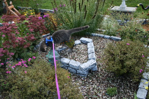 Picture of a cat / kitten / feline